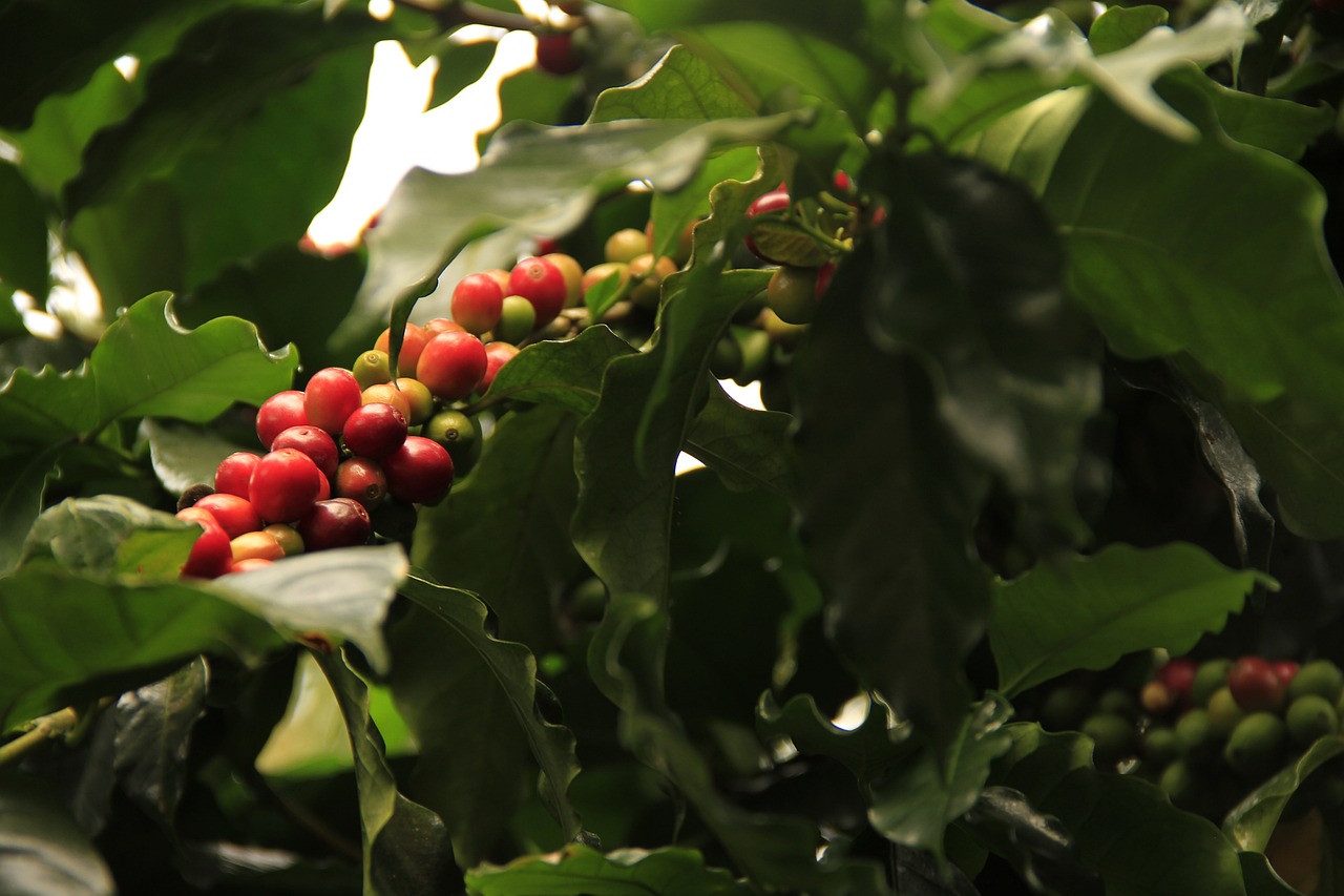 Coffee Grains